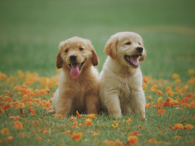 Chien heureux jouant dans un jardin avec sa famille adoptive