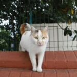 Catio : Guide complet pour créer un espace sécurisé pour votre chat