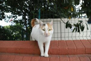 Catio : Guide complet pour créer un espace sécurisé pour votre chat